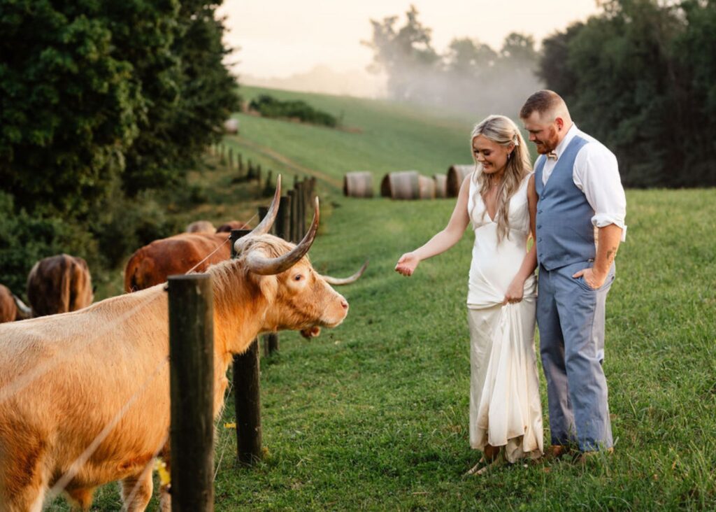 a free-spirited bride wearing a sleek wedding dress stands with her groom near a cow pasture and reaches toward a sweet cow