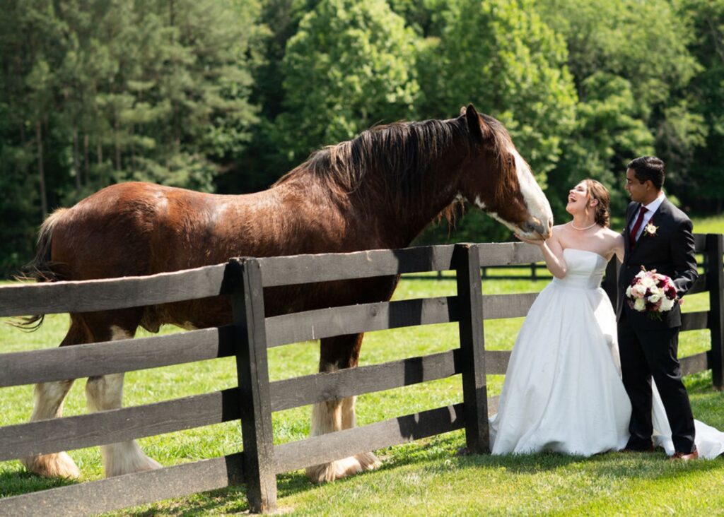 Newlyweds petting horse over wooden fence at farm venue, bride wearing classic Lea-Ann Belter ballgown with strapless neckline